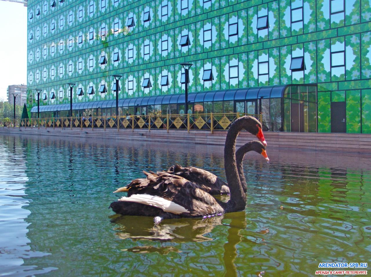 бизнес-центр «Лето» : озеро - постоянные жители - лебеди